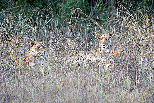 雌狮,狮子,卧,高草,南卢安瓜国家公园,赞比亚,非洲