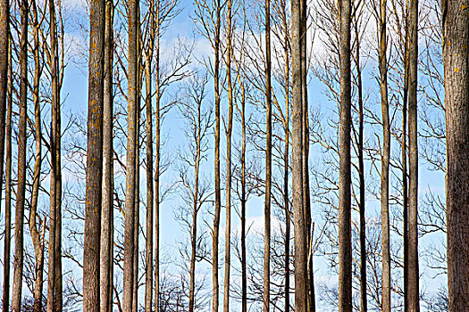 树干,白杨,冬天,梅克伦堡前波莫瑞州,德国,欧洲