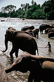 斯里兰卡,男人,河,大象,大象孤儿院