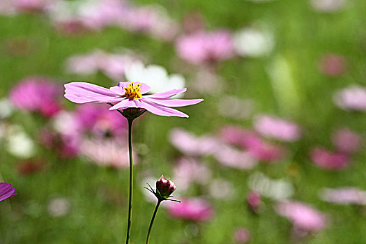 格桑花