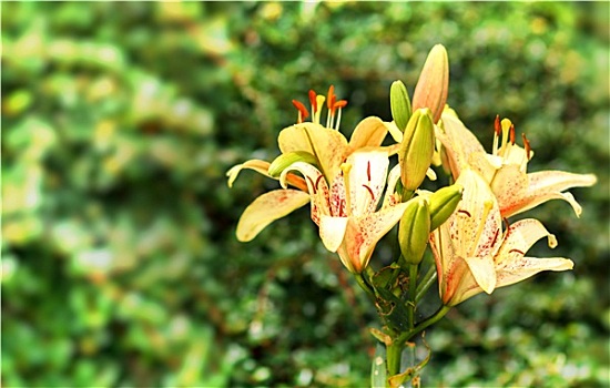 黄色,百合,开花