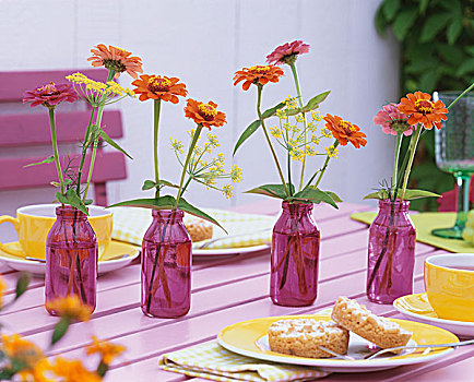 百日菊,茴香,紫色,瓶子,茶桌
