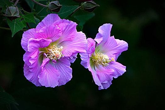 美丽的芙蓉花,木芙蓉,拒霜花,木莲,地芙蓉,华木