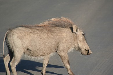 南非野猪图片