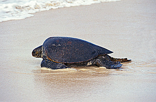 绿海龟,龟类,女性,海滩,海洋,产卵,马来西亚