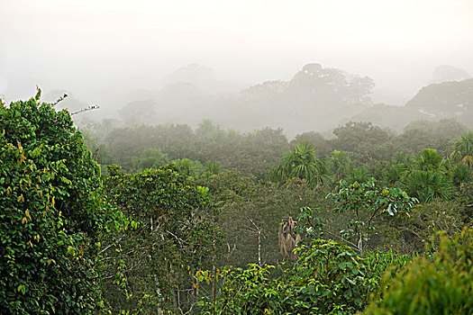 上方,树梢,雨林,黎明,自然保护区,区域,秘鲁,南美