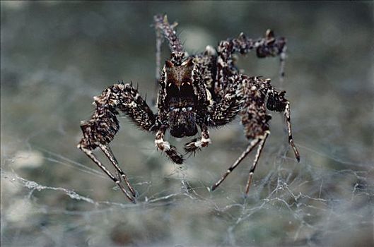 跳蛛,拔,蜘蛛网,蜘蛛,模仿,蚊子,室外,专注,杀,昆士兰,澳大利亚