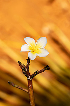 鸡蛋花特写