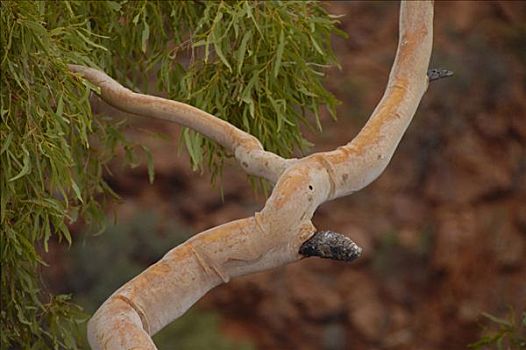 橡胶树,国王峡谷,北领地州,澳大利亚