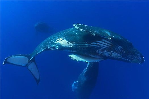 夏威夷,驼背鲸,大翅鲸属,鲸鱼,游动