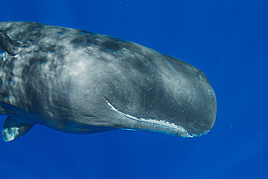 抹香鲸,头部,展示,眼,加勒比海,多米尼克