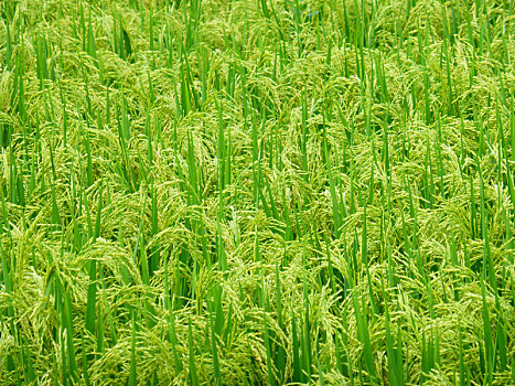 稻田里,水稻