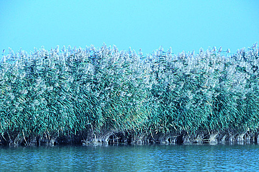 沙湖,湖,芦苇