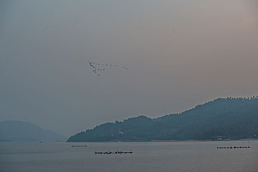 鸟群,天空,飞翔,满天,山,岛,船