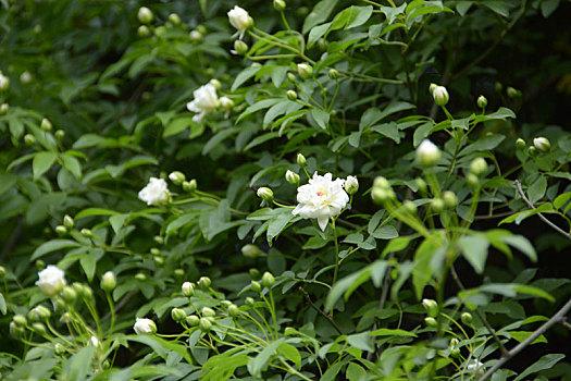 木香,木香花,白花,小白花