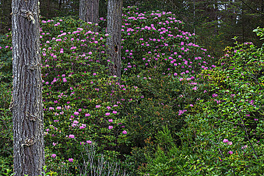 杜鹃属植物,花,国家森林,靠近,俄勒冈,美国
