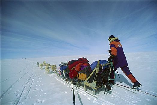 西伯利亚,哈士奇犬,狗,跑,雪撬,团队,滑雪,挨着,格陵兰