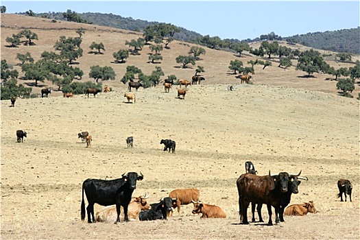 公牛,牛,黑色,南方,西班牙