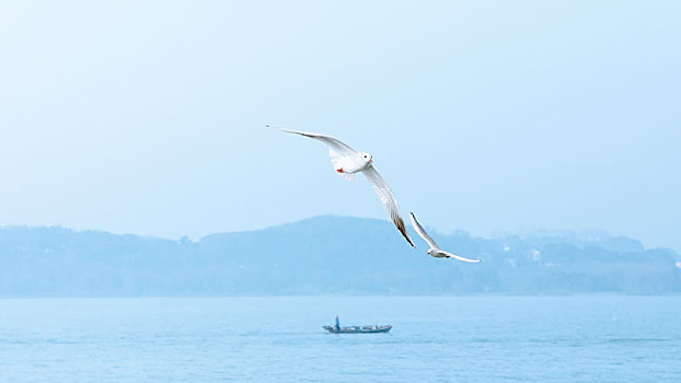 海鸥,红嘴鸥