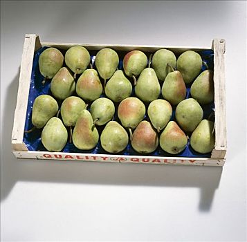 盒子,梨,品种,圣马利亚