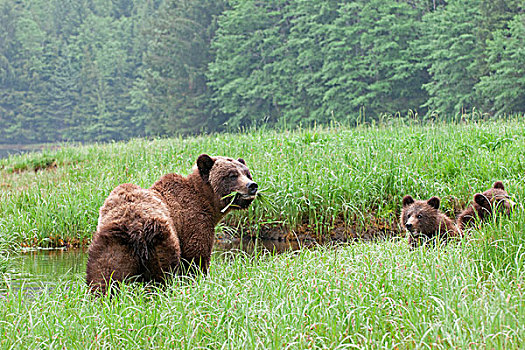母熊,棕熊,两个,幼兽,享受,高蛋白,莎草,草,防护,保存,北方,王子,北海岸,不列颠哥伦比亚省,加拿大