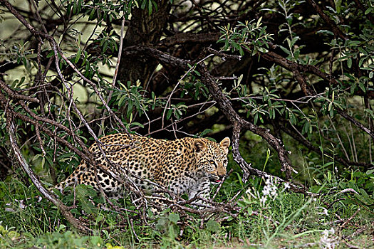豹,4个月,老,幼兽,出现,枝条,纳米比亚