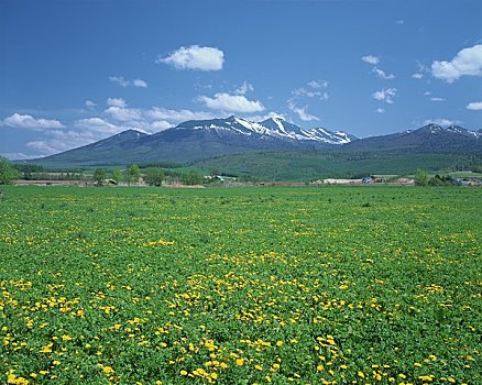 盛开,蒲公英,山