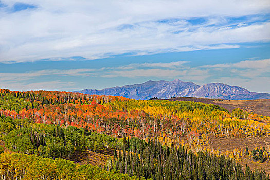 美国,犹他,国家森林,山,林地,画廊