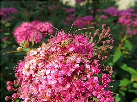 蜘蛛,绣线菊属,日本山茶