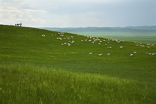 牧羊人,成群,内蒙古,中国