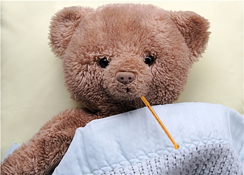 泰迪熊,发烧