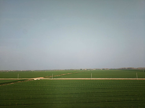 田园风光,平原麦田