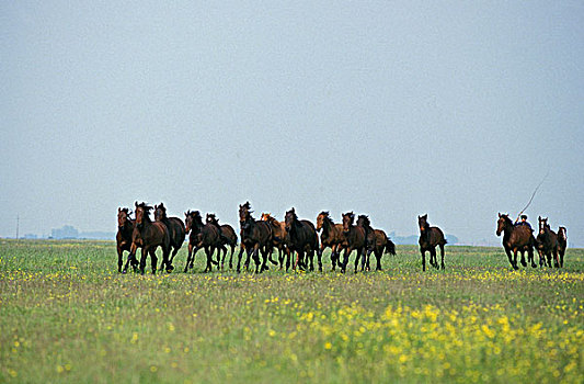 马,牧群,匈牙利