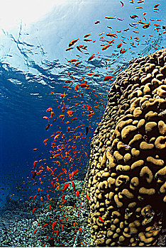 鱼,珊瑚礁,红海,埃及