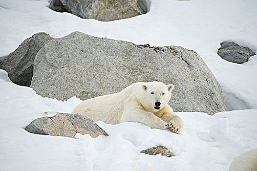 挪威,斯匹次卑尔根岛,成年,北极熊,公猪,休息,冰河,冰,海岸,夏天