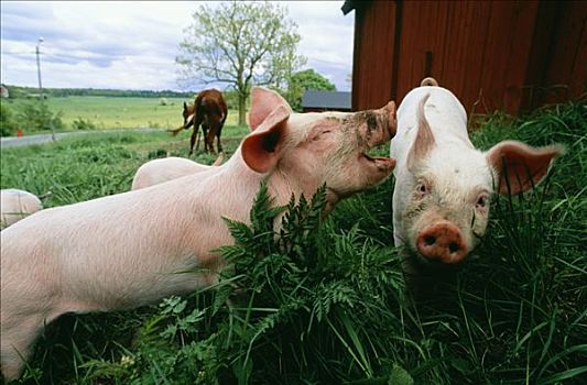 猪,生态,农场,瑞典