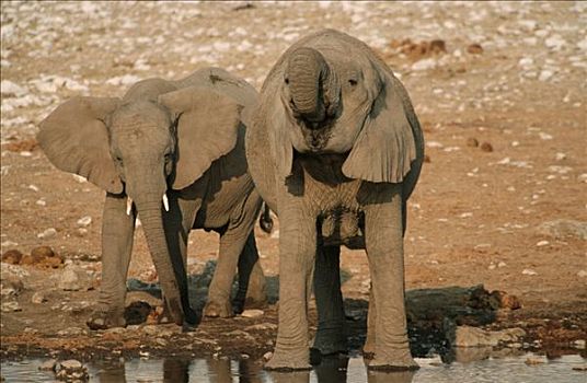 非洲象,喝,埃托沙国家公园,纳米比亚