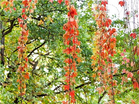红叶,攀缘植物,秋天