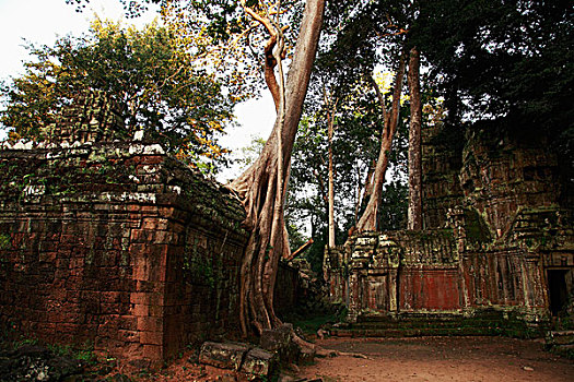 树,塔普伦寺,庙宇,吴哥窟,柬埔寨