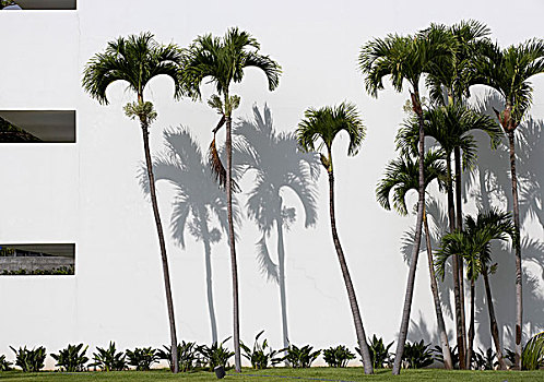 棕榈树,现代建筑,户外,马德拉岛,葡萄牙