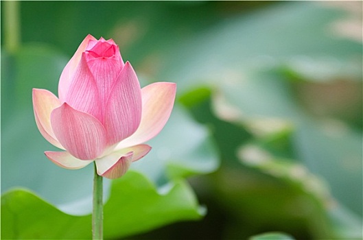 蓮花