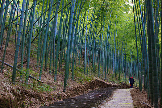 江北,北山游步道,竹林,山路,竹子