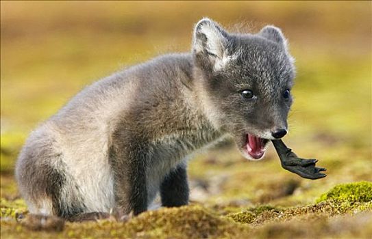 北极狐,吃,斯瓦尔巴特群岛,挪威