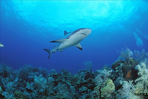 加勒比礁鲨,长鳍真鲨,水下,巴哈马,加勒比海