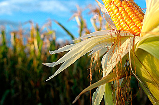 玉米,南非