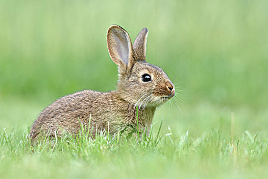 兔子,驯服,杂交品种,德国,巨大,草地,萨克森,欧洲