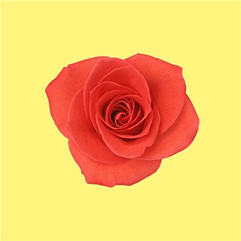 花,红玫瑰,黄色背景