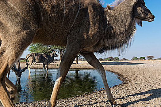 大捻角羚,仰视,卡拉哈里沙漠,博茨瓦纳,非洲