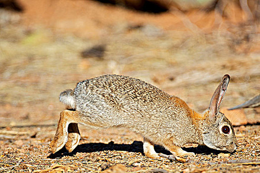 棉尾兔,食物,索诺拉沙漠