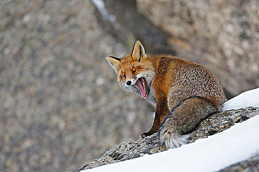 红狐,狐属,哈欠,冬天,大帕拉迪索国家公园,意大利